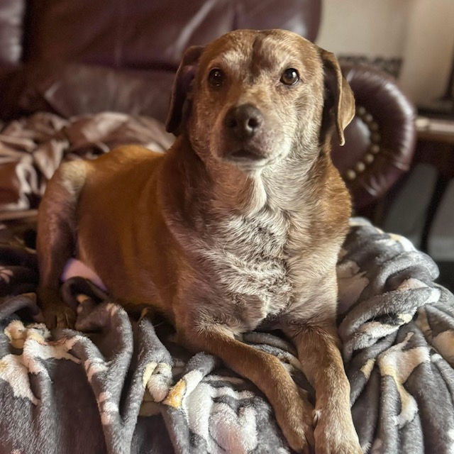Molly, my senior dog